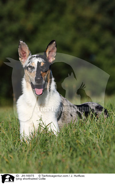 lying shorthaired Collie / JH-16975