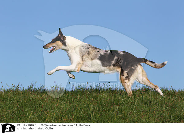 running shorthaired Collie / JH-16976
