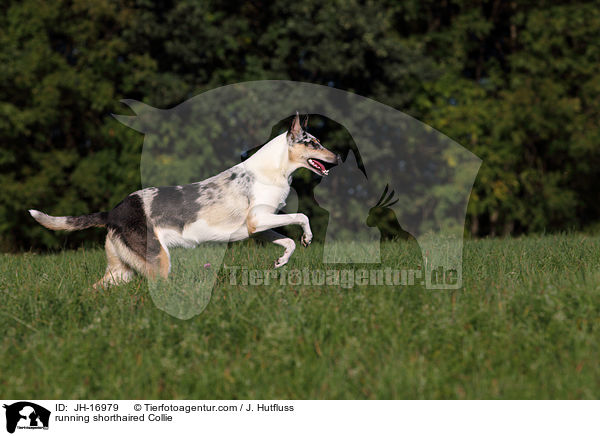 running shorthaired Collie / JH-16979