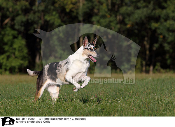 running shorthaired Collie / JH-16980