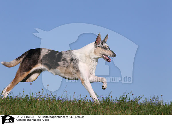 running shorthaired Collie / JH-16982