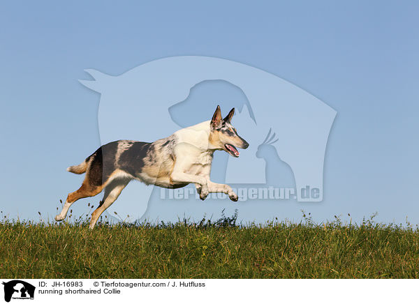 running shorthaired Collie / JH-16983
