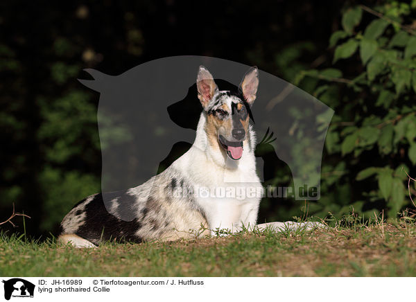 lying shorthaired Collie / JH-16989