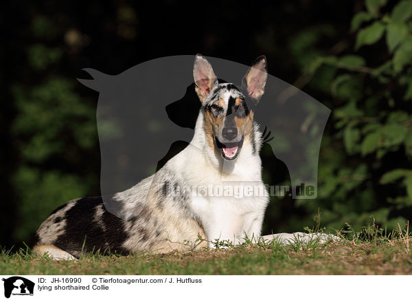 lying shorthaired Collie / JH-16990