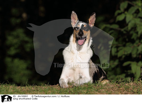 lying shorthaired Collie / JH-16991