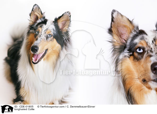 Langhaarcollie / longhaired Collie / CDE-01805