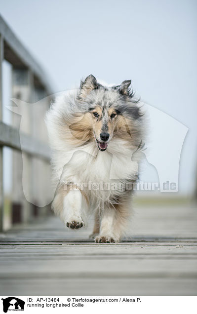 running longhaired Collie / AP-13484