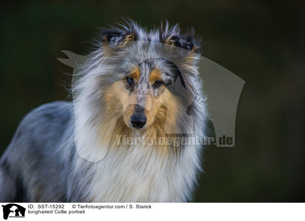 longhaired Collie portrait / SST-15292