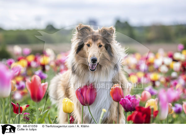 Collie in tulips / AK-01059