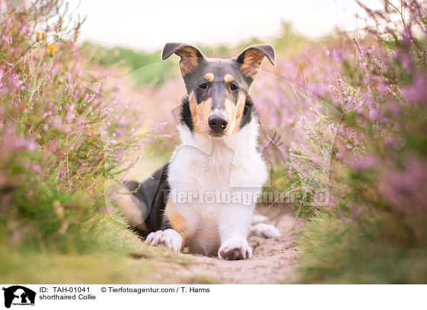 shorthaired Collie / TAH-01041