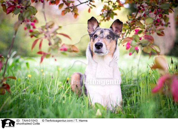 shorthaired Collie / TAH-01043