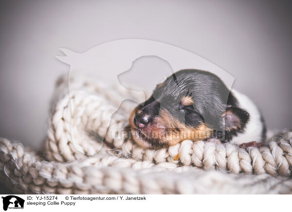 sleeping Collie Puppy / YJ-15274