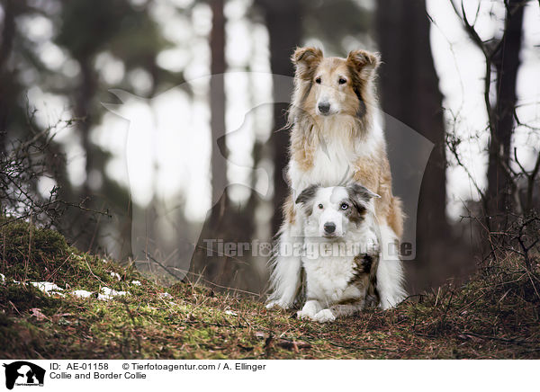 Collie and Border Collie / AE-01158