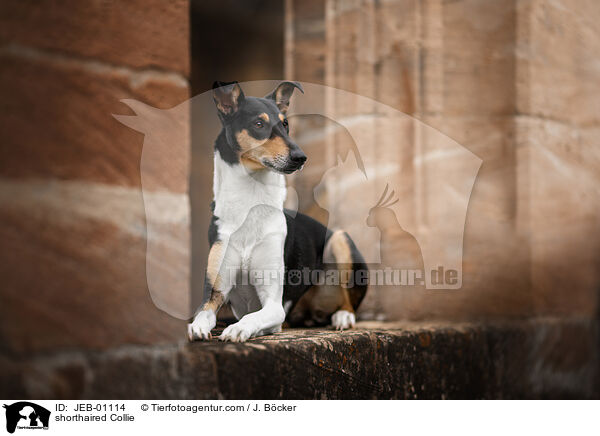 shorthaired Collie / JEB-01114