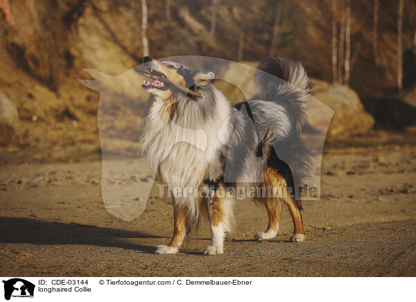 Langhaarcollie / longhaired Collie / CDE-03144
