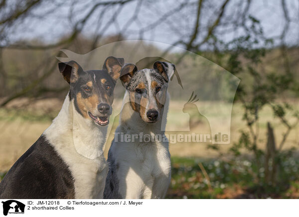 2 shorthaired Collies / JM-12018