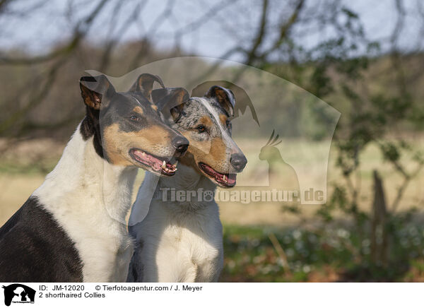 2 shorthaired Collies / JM-12020