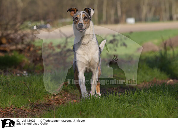 adult shorthaired Collie / JM-12023