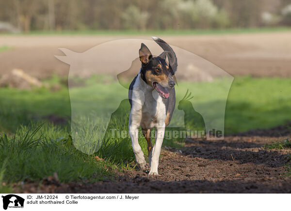 adult shorthaired Collie / JM-12024