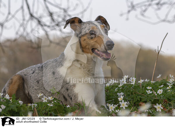 adult shorthaired Collie / JM-12029