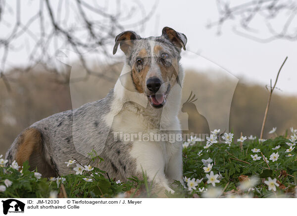 adult shorthaired Collie / JM-12030