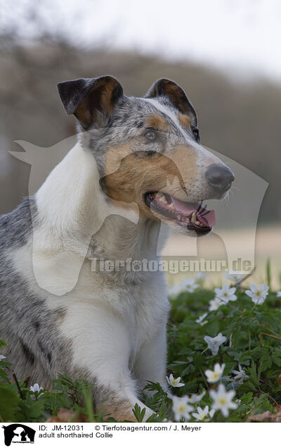 adult shorthaired Collie / JM-12031