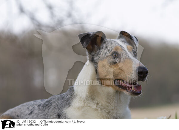 adult shorthaired Collie / JM-12032