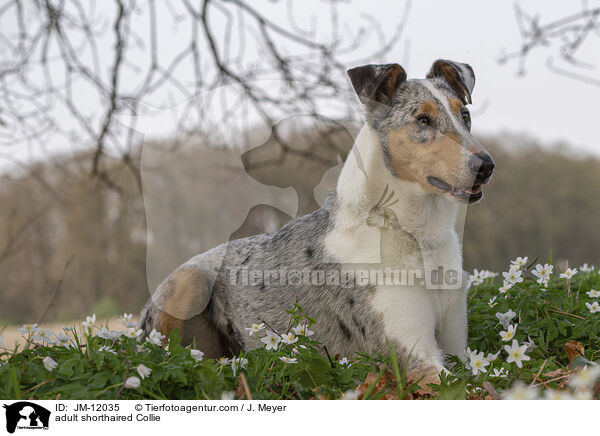 adult shorthaired Collie / JM-12035