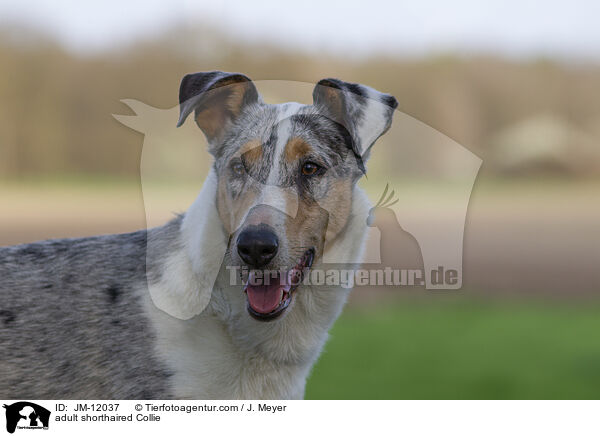 adult shorthaired Collie / JM-12037