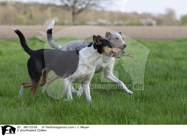 2 shorthaired Collies / JM-12038