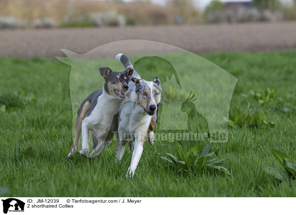 2 shorthaired Collies / JM-12039