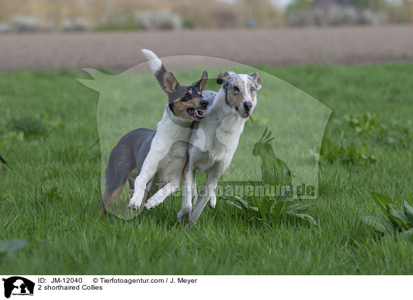 2 shorthaired Collies / JM-12040