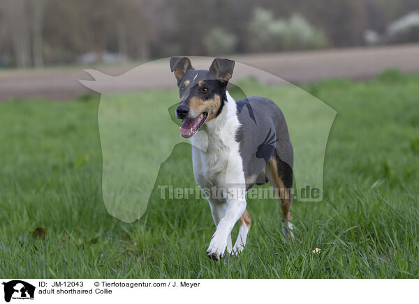 adult shorthaired Collie / JM-12043