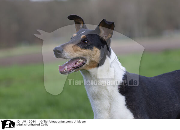 adult shorthaired Collie / JM-12044