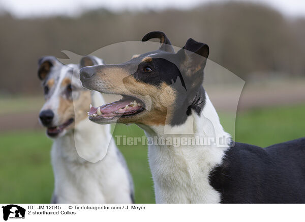 2 shorthaired Collies / JM-12045