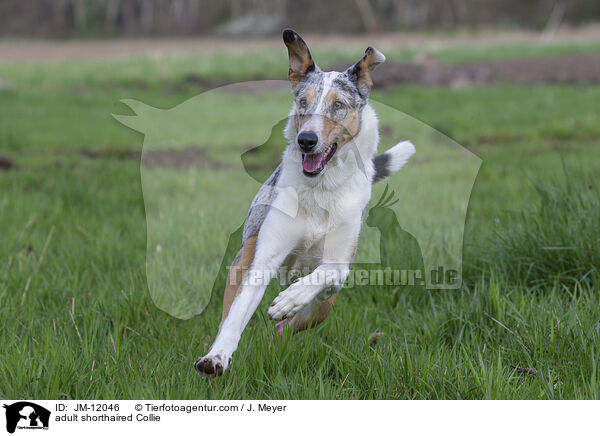 adult shorthaired Collie / JM-12046