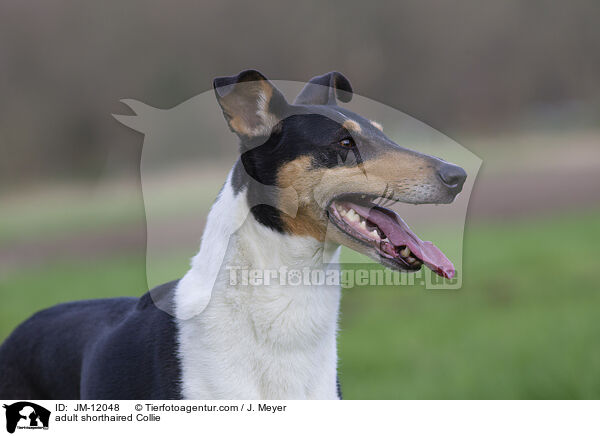 adult shorthaired Collie / JM-12048