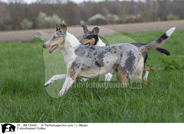 2 shorthaired Collies / JM-12049