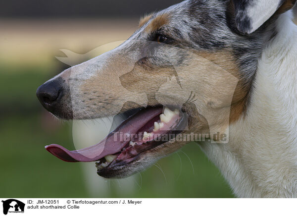 adult shorthaired Collie / JM-12051