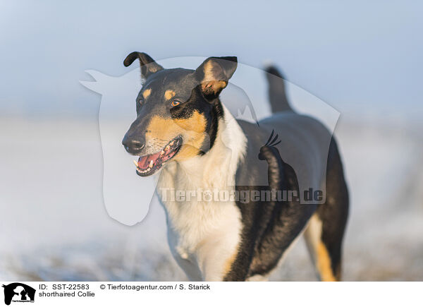 shorthaired Collie / SST-22583
