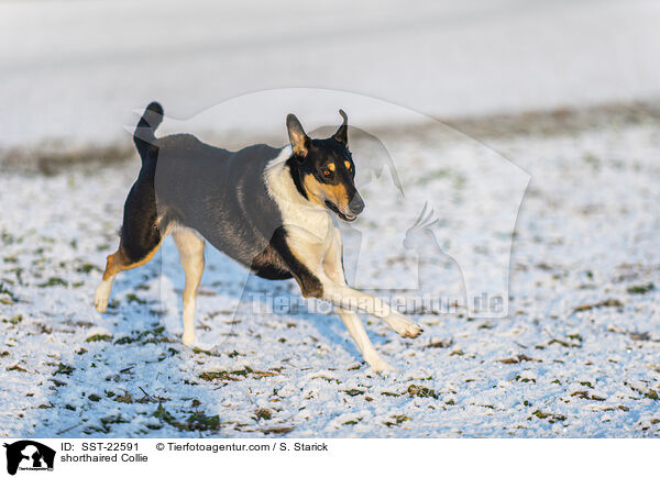 shorthaired Collie / SST-22591
