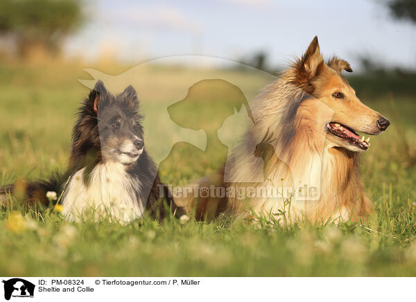 Sheltie and Collie / PM-08324