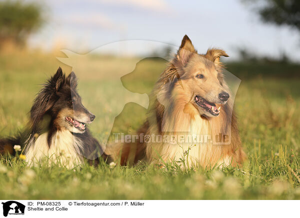 Sheltie and Collie / PM-08325