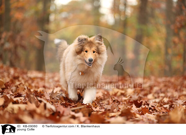 young Collie / KB-09060