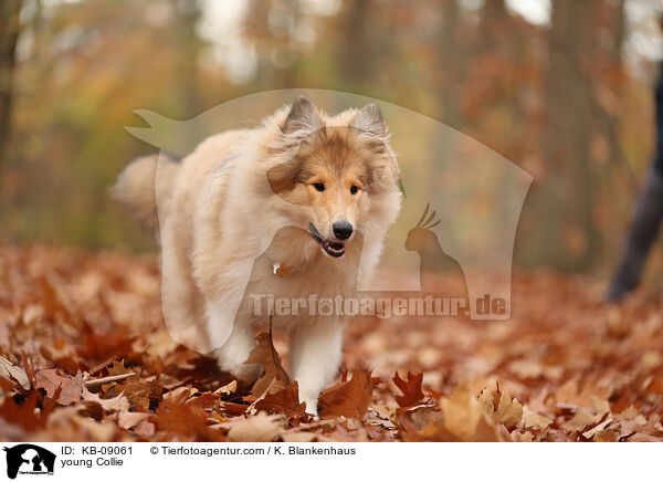 young Collie / KB-09061