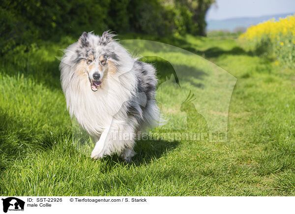 male Collie / SST-22926
