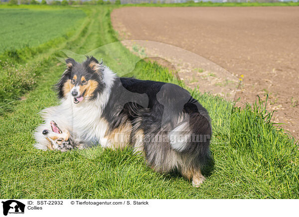 Collies / Collies / SST-22932