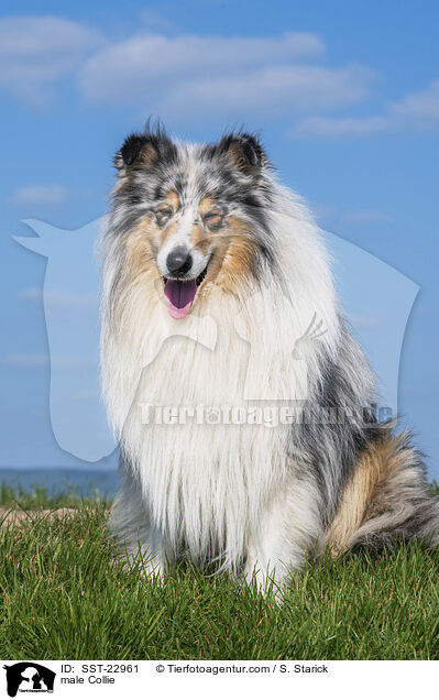 male Collie / SST-22961