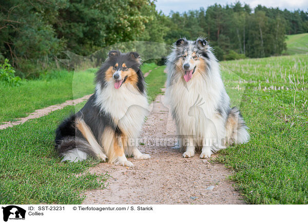 Collies / Collies / SST-23231