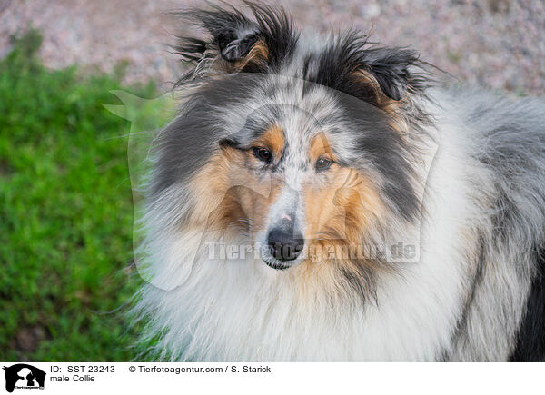 male Collie / SST-23243